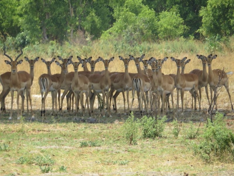 Wow, this male antelope certainly has a large harem!