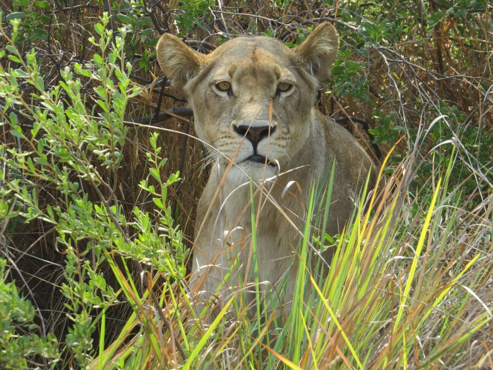  As we got closer to this hidden female, we realized she had just had Cubs the day before!
