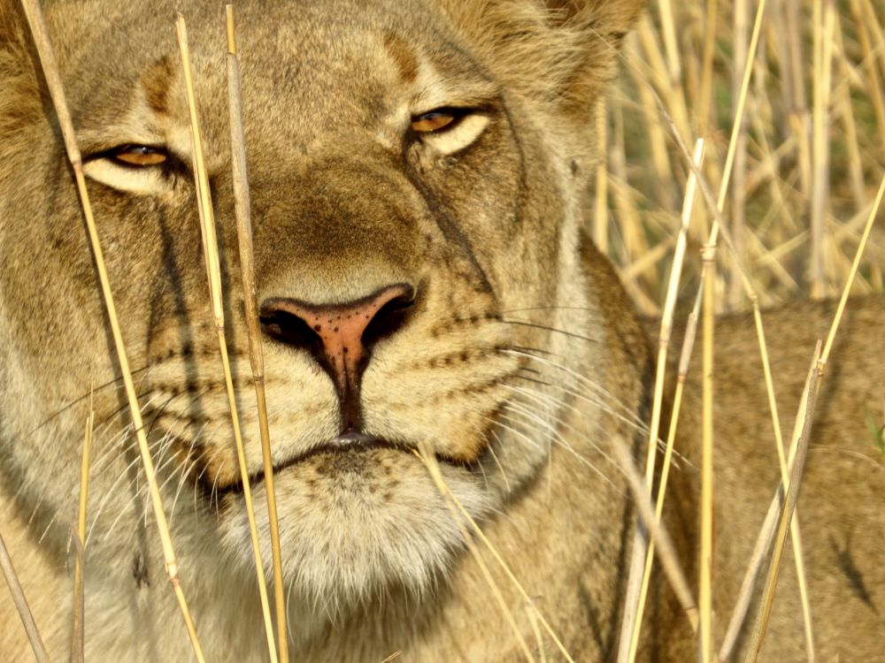  it's amazing how the lions just ignore us from a few feet away