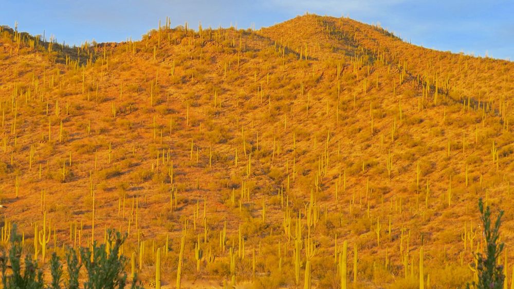 The desert surrounding the museum was beautiful and rich with life
