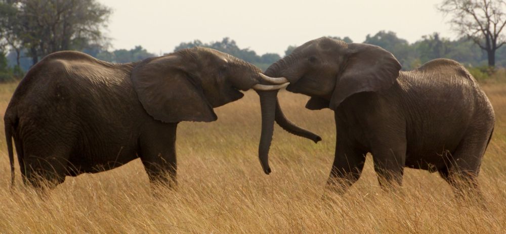  watching the elephant families interact was awesome
