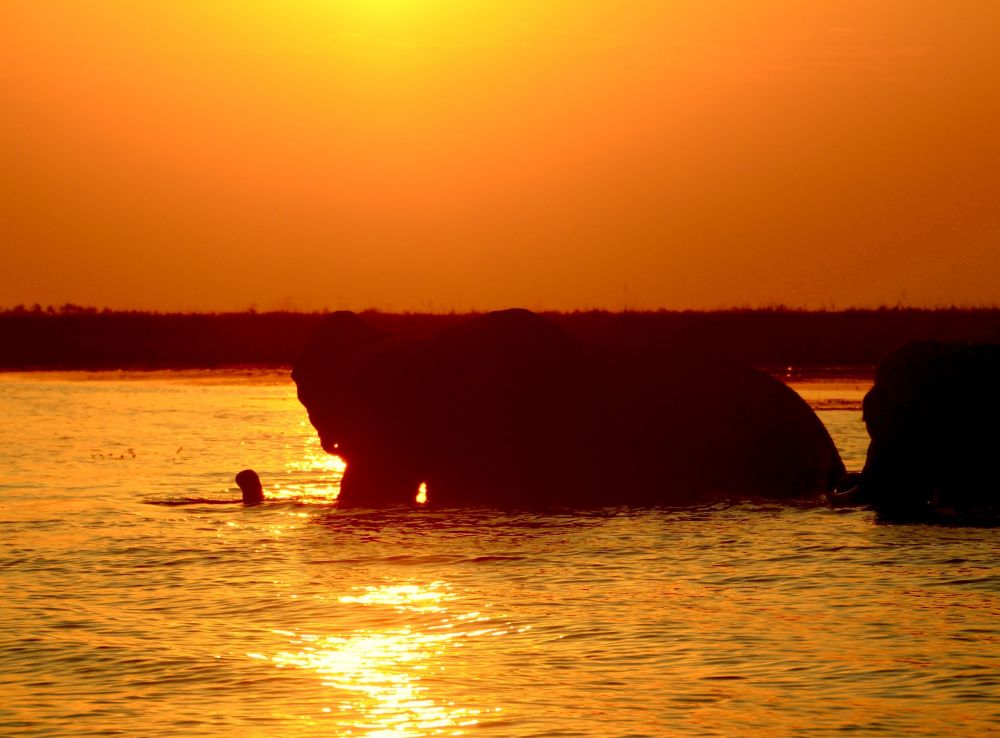 In the OKAVANGO Delta  we watched dozens of elephants cross  the waterway in front of us  with a stunning sunset in the background