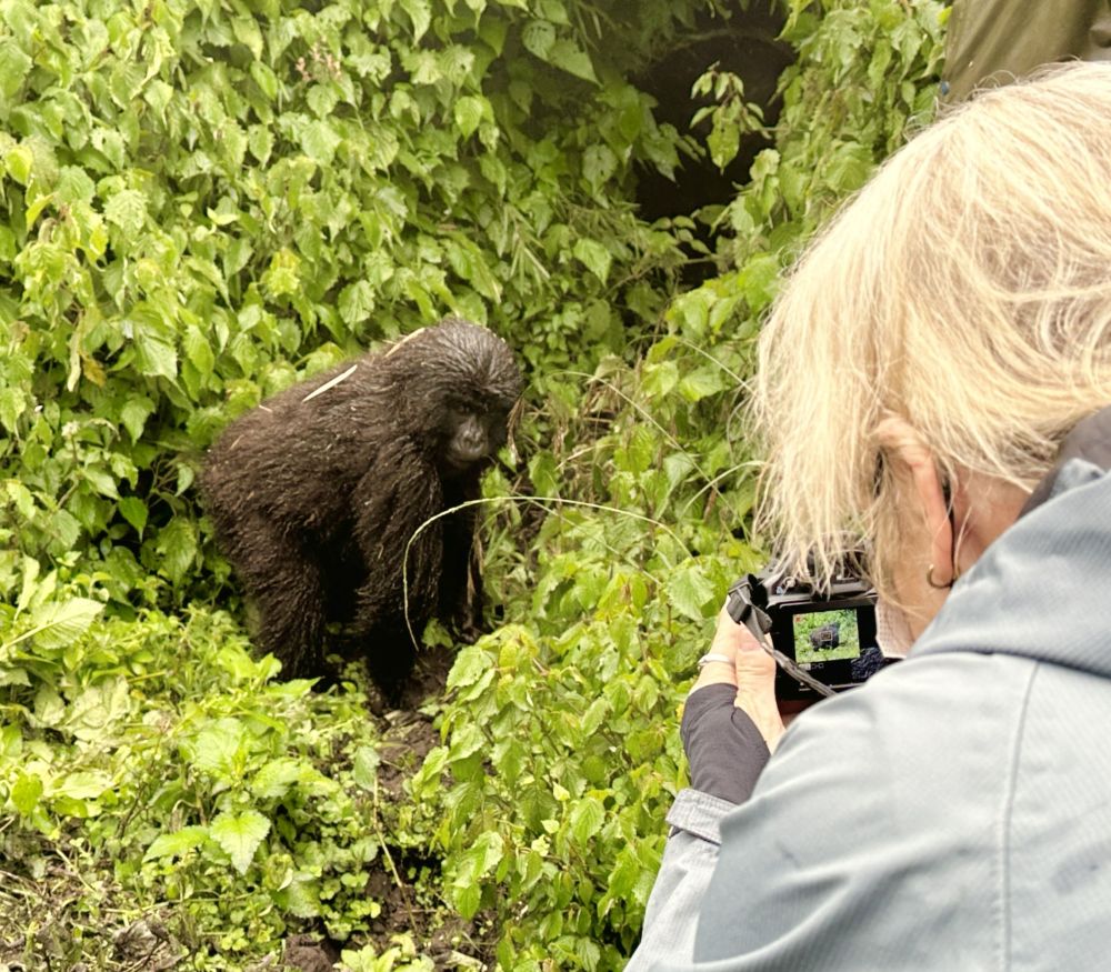 Thanks to my photos and my sketches I have lots of work ahead of me drawing gorillas.