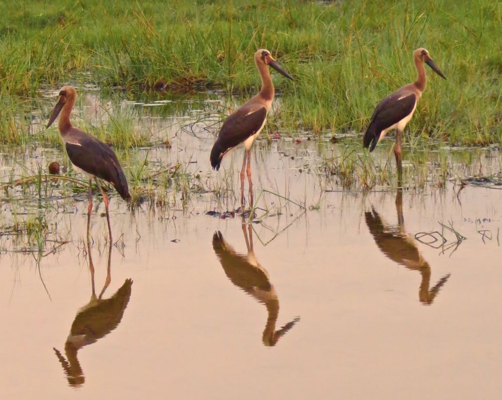 Of course we also always enjoy the birdlife