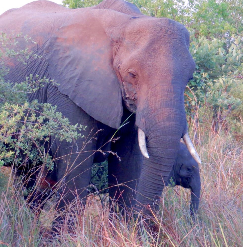 It was a great year for mother elephants and their calves coming nearby