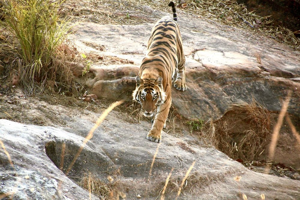 When  I saw this, I knew I had a wonderful painting in mind....