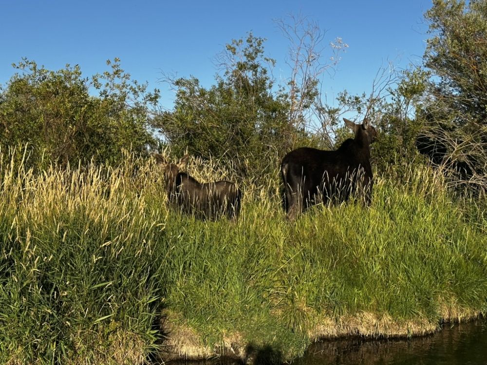 There they are! Munching on the grass along the river. We saw seven moose this day!