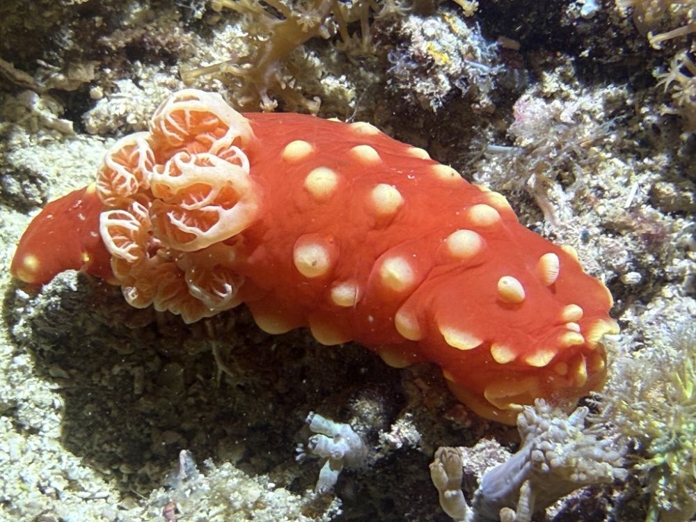 Underwater the Marine life was beautiful