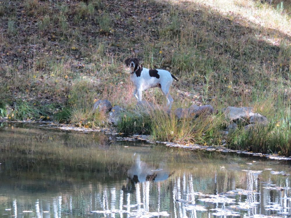 We felt right at home with their dog running around the pond