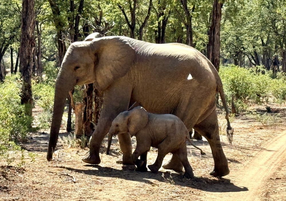 Herds of elephants, and prides of Lyons often walk right through the middle of the camp.