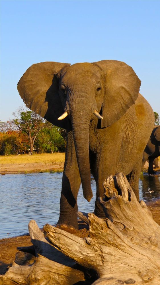  There are few thrills like looking close-up into the eyes of a charging elephant!