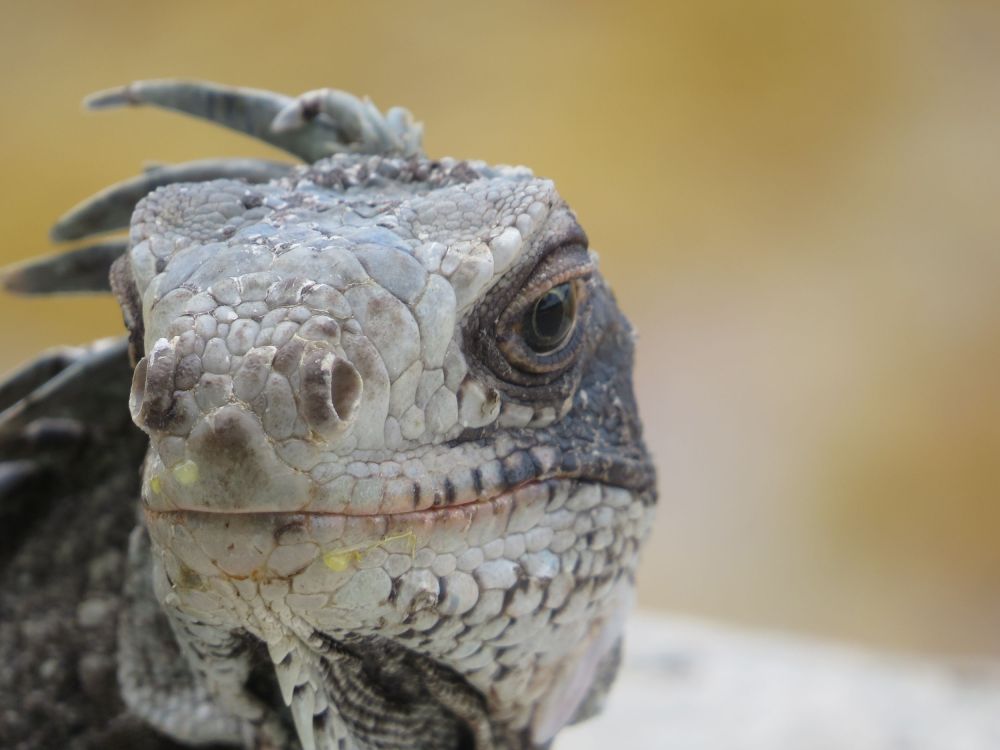 It is nice trading crowds of art enthusiasts for the local wildlife