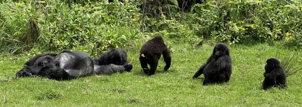 After a arduous journey up the volcano we came upon this gorilla family relaxing in the sunshine
