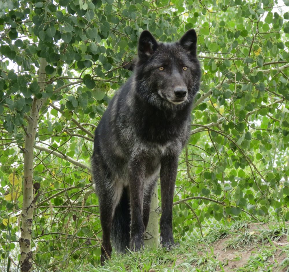 Of course I love visiting my Wolf friends at Earthfire!