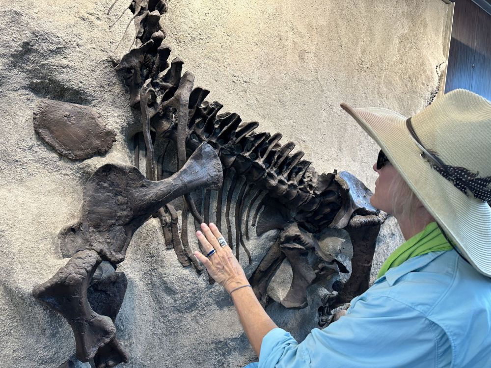 At Vernal Utah, we stopped at dinosaur national Park