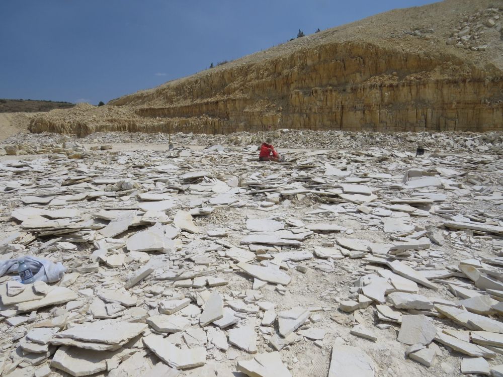  Here I am hammering at the rock pile looking for a fossilized Tyrannosaurus rex