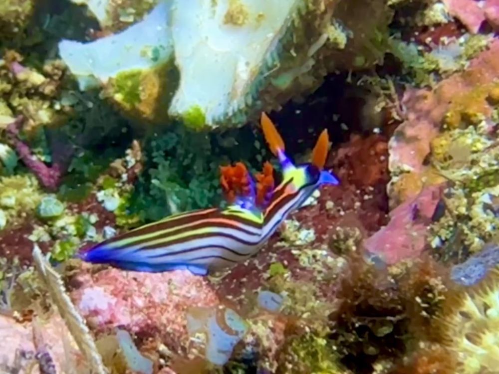 Unbelievable colors on these animals