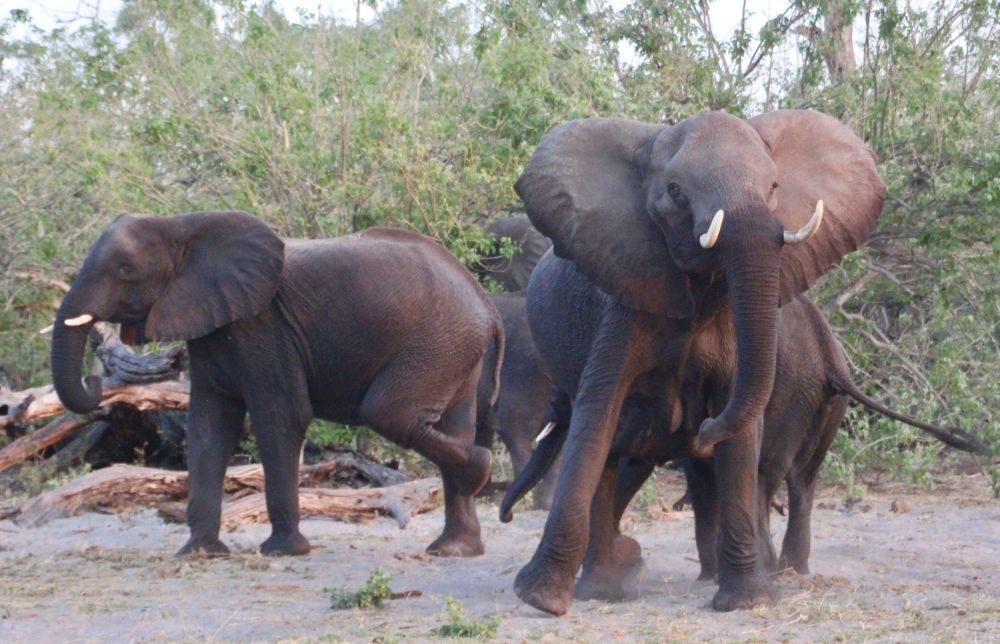 Amazing how the elephants eat, play, and even fight just a few yards from us as if we weren't there