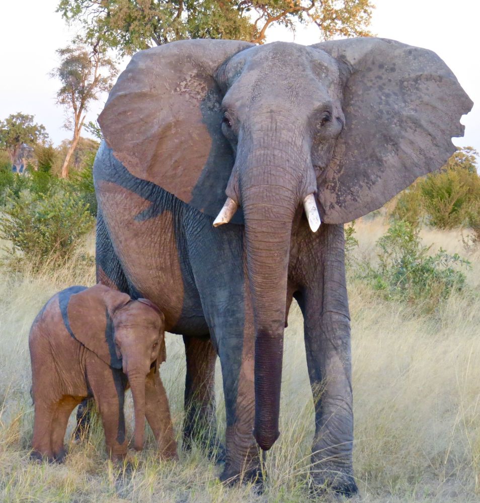  there is nothing like the bond between a mother elephant and calf