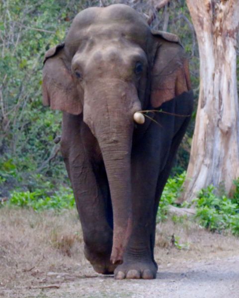 This huge single tusked giant chased our vehicle for over a mile – pretty scary!
