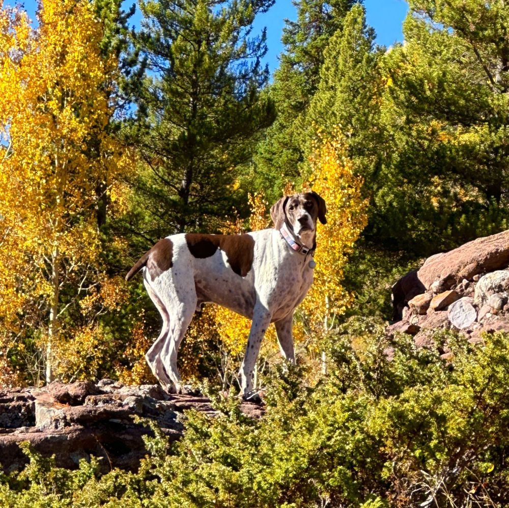 A beautiful shot of their dog