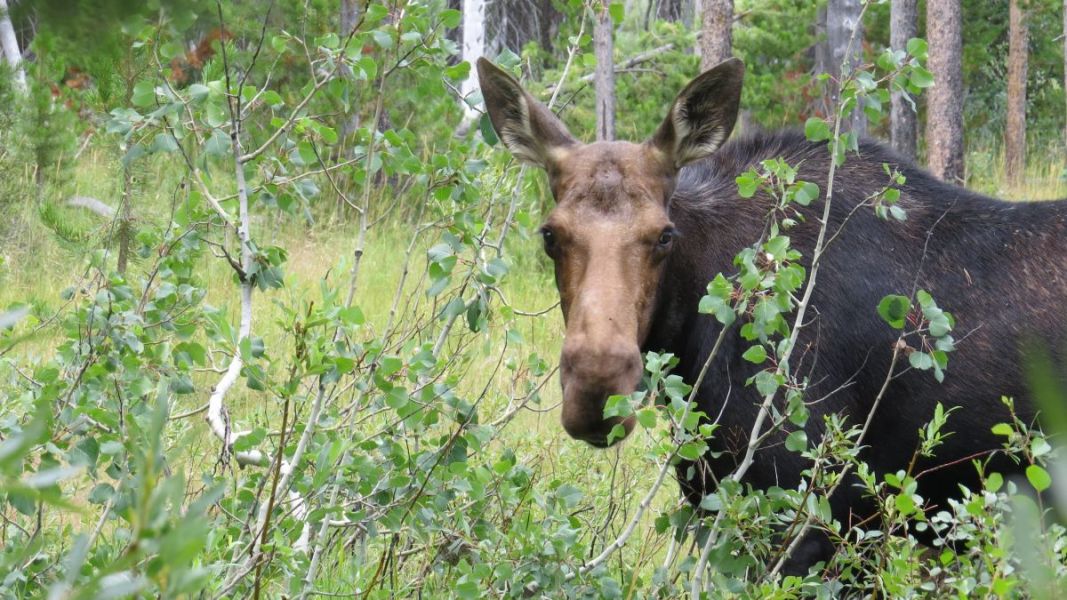 Hiking along a rive,r we walked up on a mother moose and calf