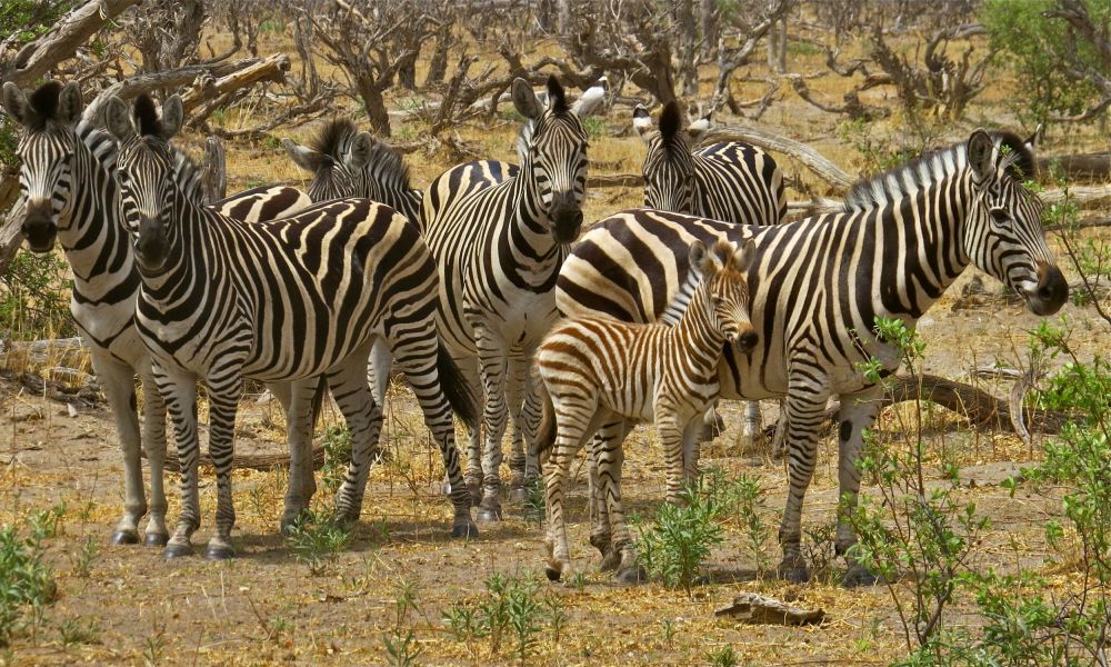 Baby zebras are often born Brown and darken as they age