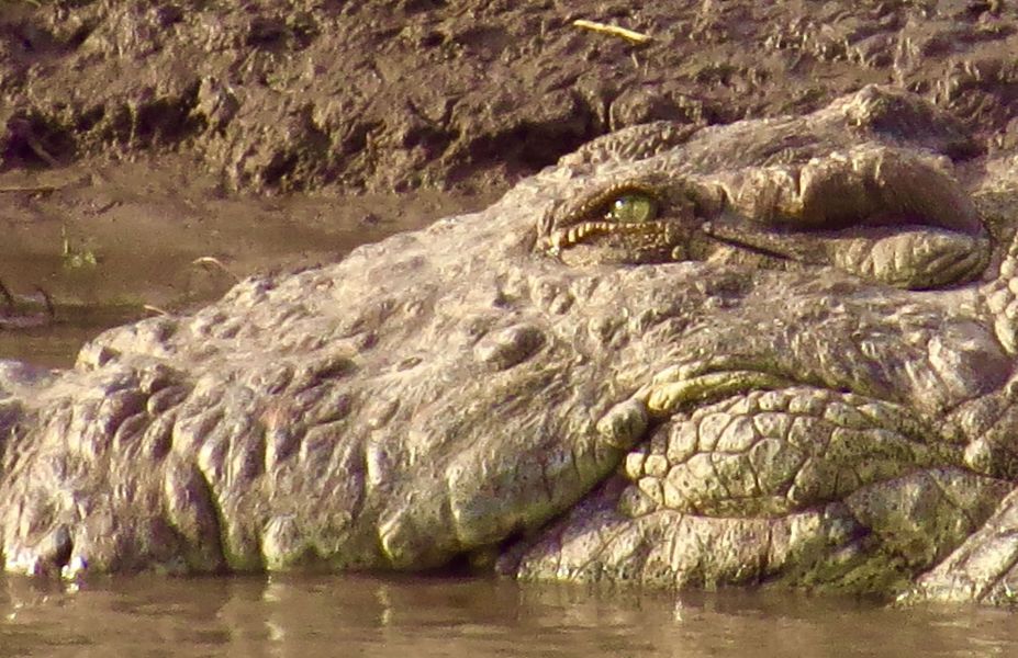 Monstrous, prehistoric looking reptiles stand guard in the river