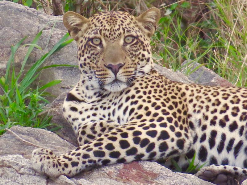   This is a season of plenty for leopards, cheetahs, lions and other predators