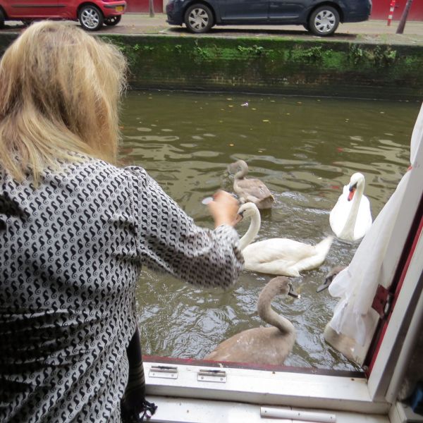 I loved feeding swans from my bedroom window