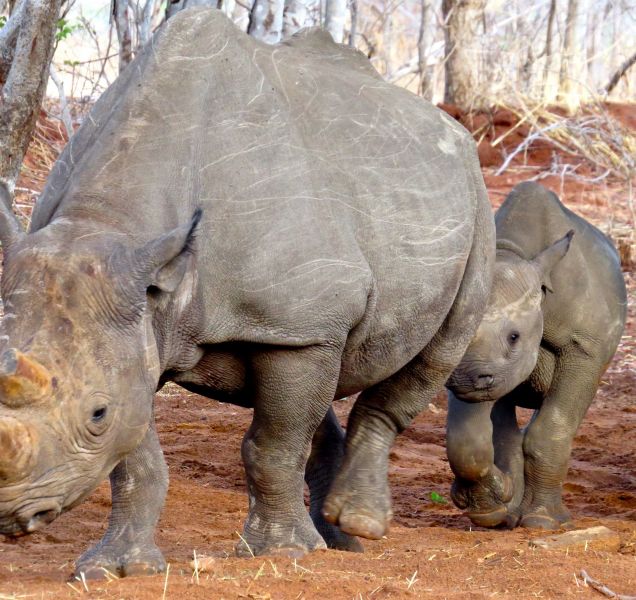 Because of poaching, rhinos are now rarely seen in this area
