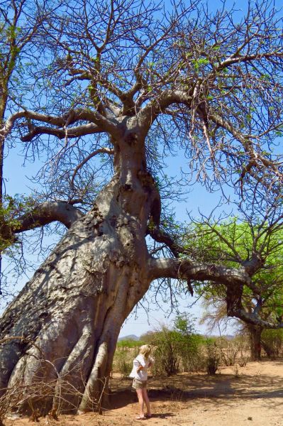 I did some sketches of baobab trees like this 1500-year-old beauty to incorporate into my work