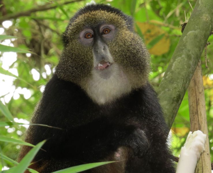Our first day's trek was to find the endangered,Golden Monkeys