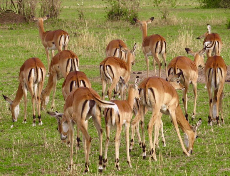 Thompson's gazelles are some of the most beautiful and graceful animals of the Serengeti