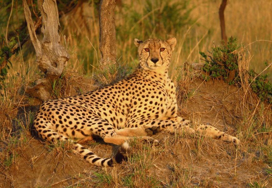 Our last day, we followed this magnificent cheetah illuminated by a golden sunset