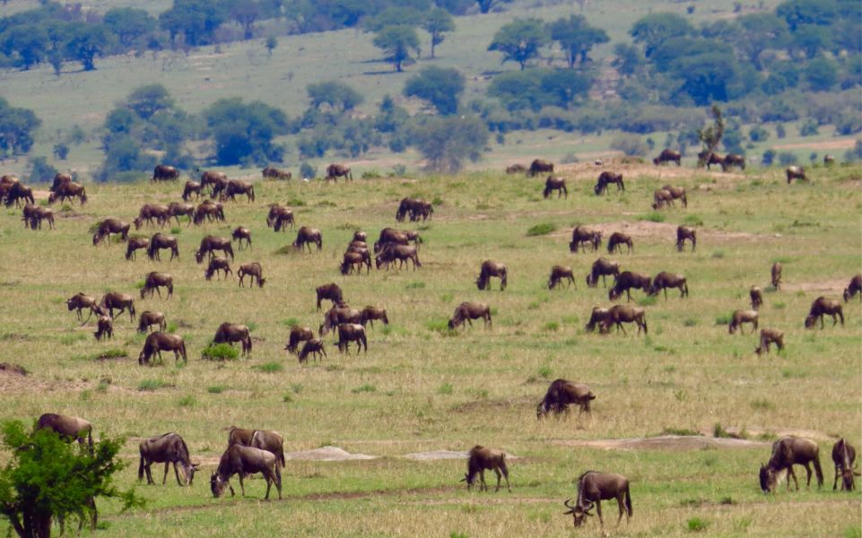 Wildebeest and zebra were everywhere, feeding on the new green shoots of grass