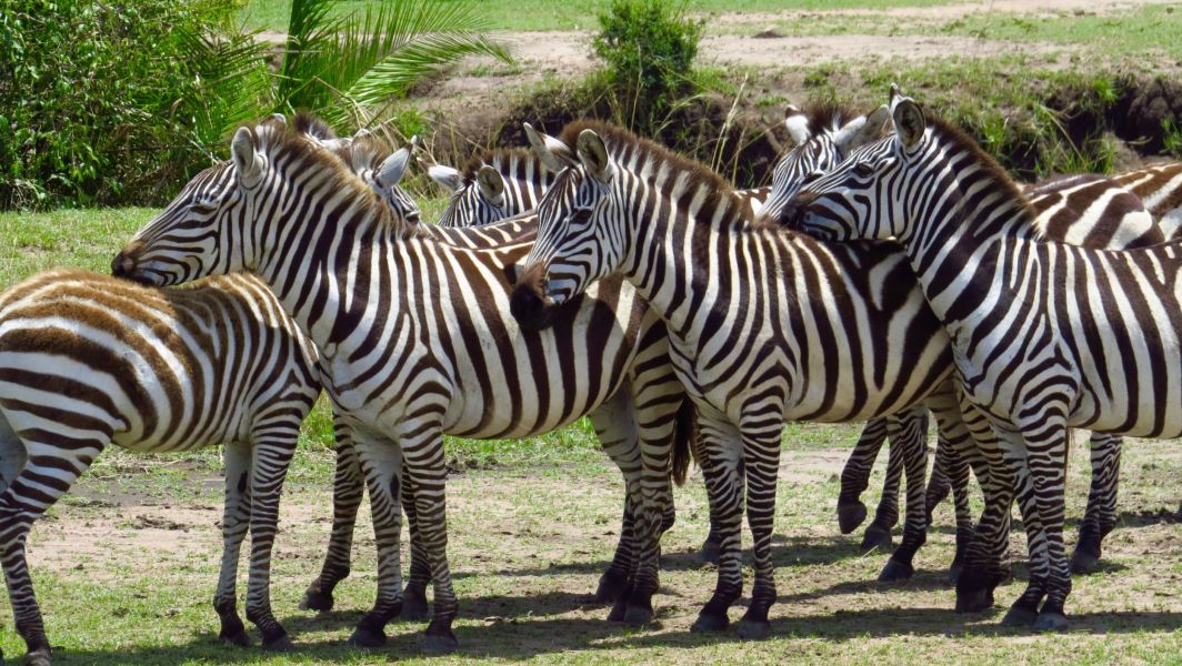 Zebras are smart, they wait until the wildebeest go across, then they dash crossed behind them