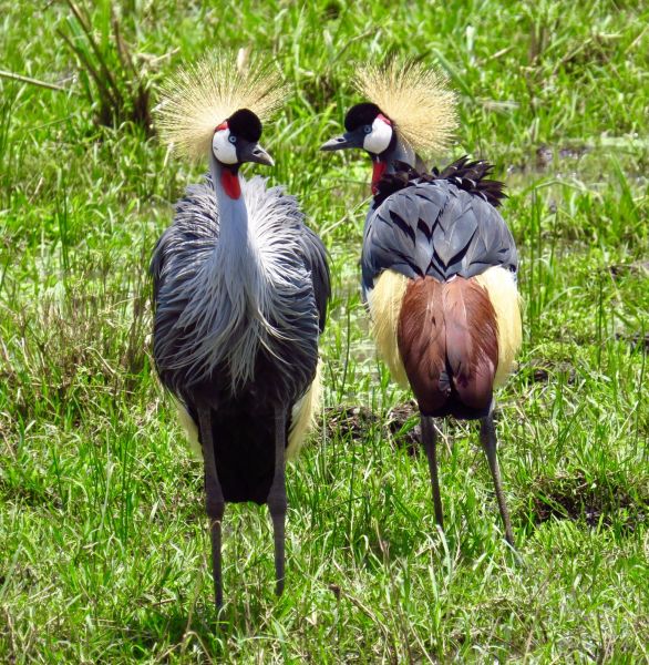 One of our favorite birds- the beautiful Crowned Crane