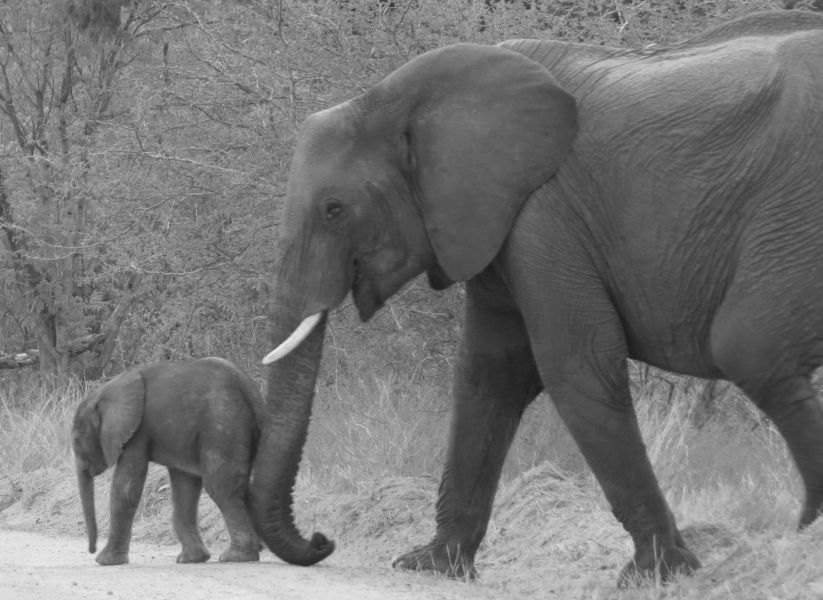 If this baby elephant is going to grow up safely, we need to educate local children to the importance of their wildlife!