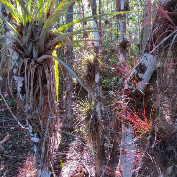 The bromeliads and palms looked almost prehistoric.