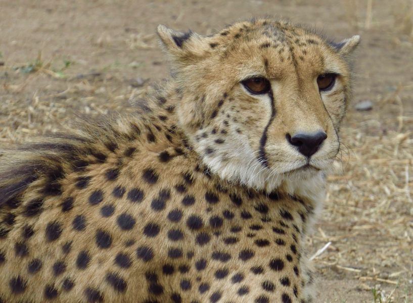 This Cheetah had been caught in a snare for five days before being rescued