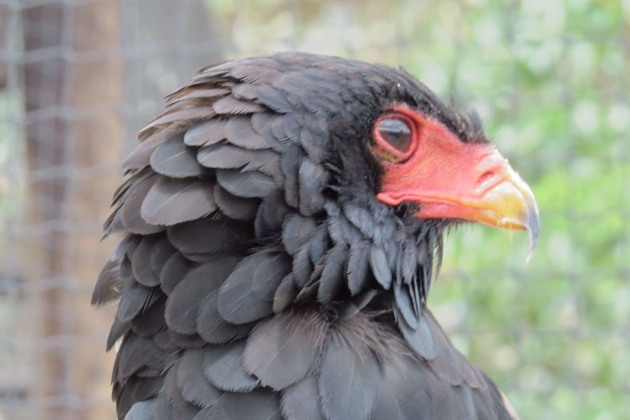 One of Africa's most beautiful raptors, the Bateleur Eagle.  Beautiful black plumage with bright orange red beak and talons