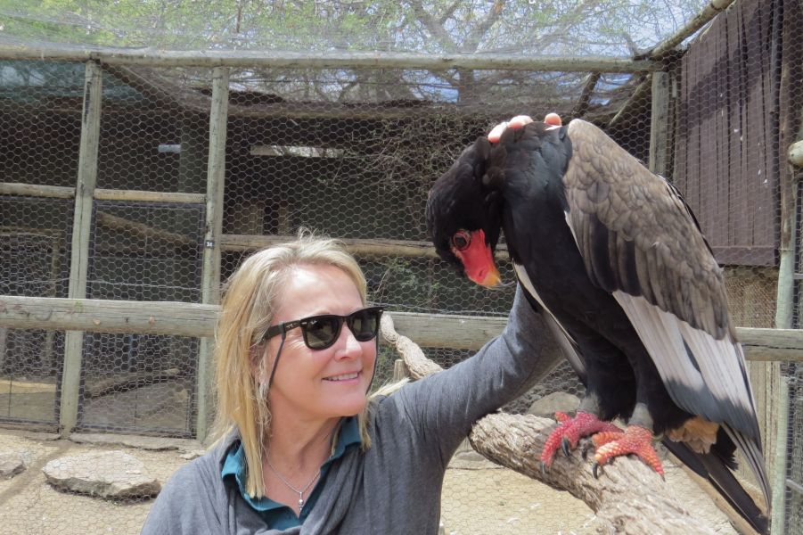 This Bateleur Eagle was caught in a snare and came to love being petted by humans.