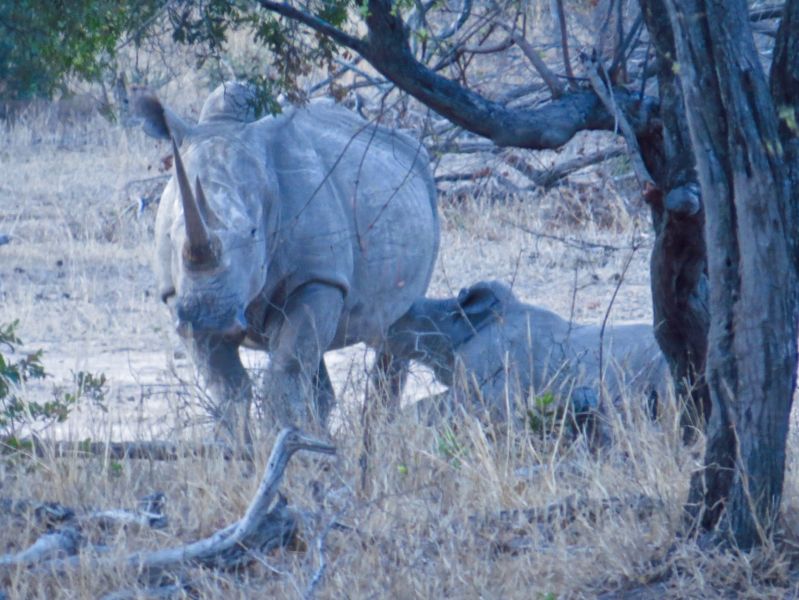 While sitting around a campfire, a white rhino and calf walked up- incredible!
