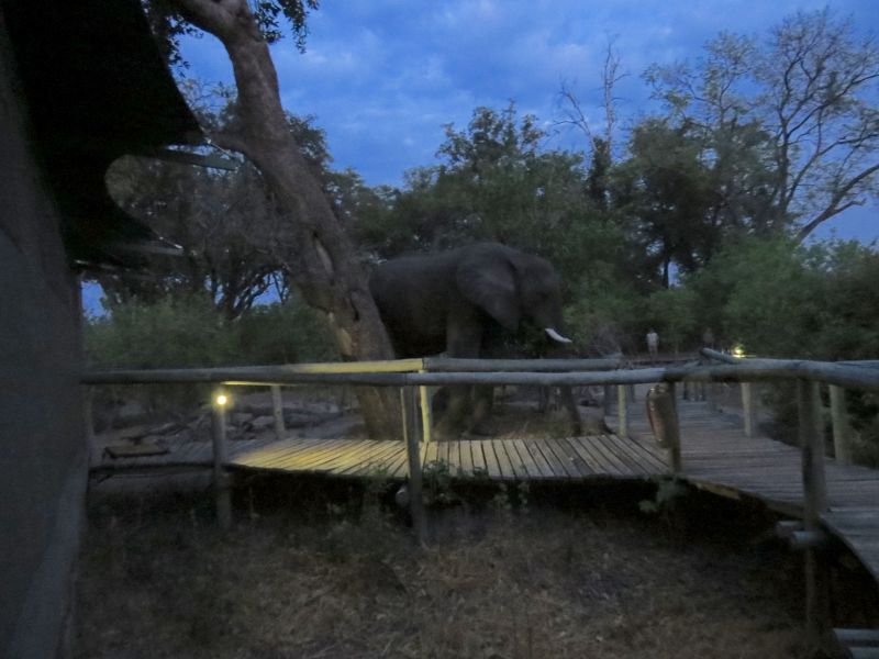 At Little Vumbura camp,Sometimes you get trapped in your tent by rogue elephant
