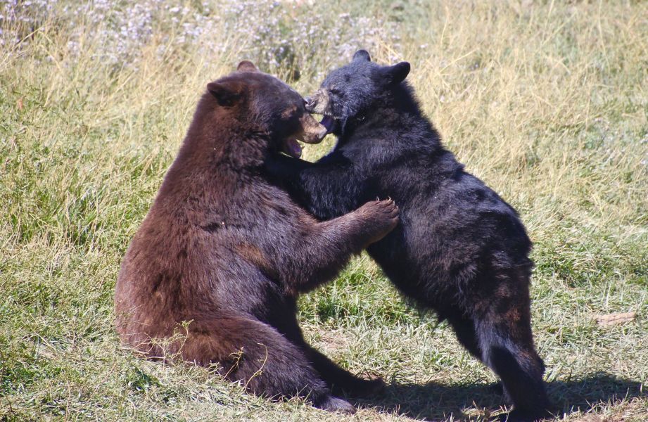  I could watch bears at play forever!