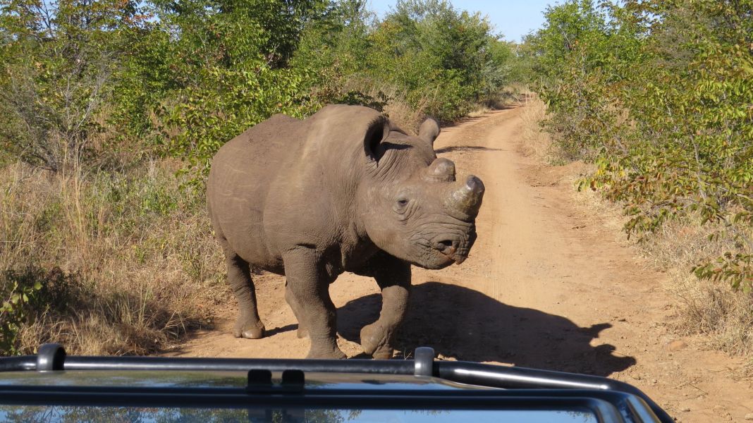 On our way to one of the schools we were incredibly lucky to see one of the few remaining rhinos left in the