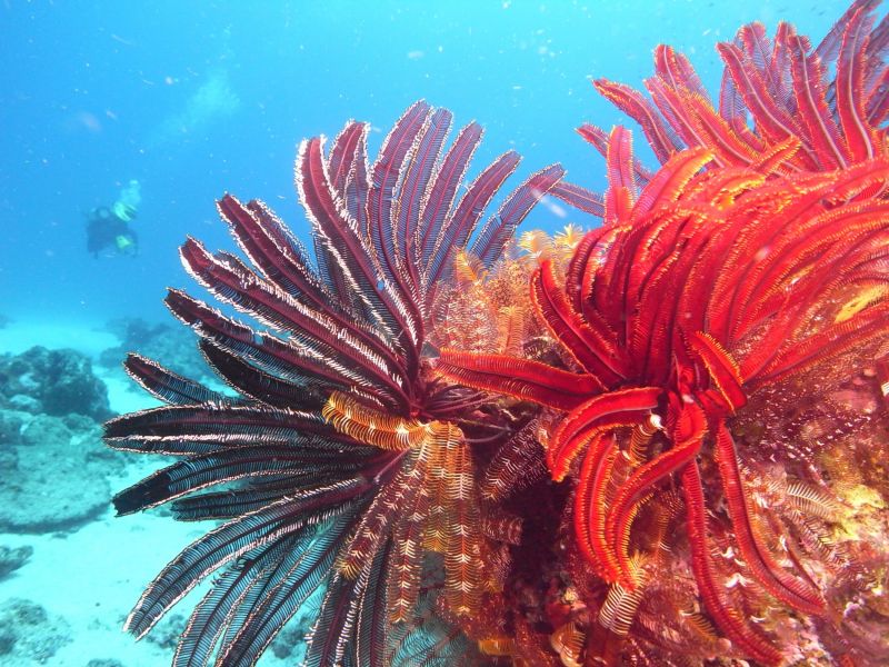 The marine life in the coral sea is so colorful