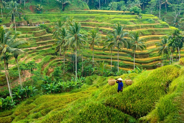 The rice terraces of Valley are some of the most intricate and beautiful in the world.