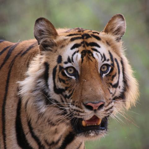 There really is nothing like seeing a tiger in the wild!